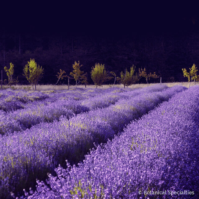 Purest Balsam Conditioner with Lavender Chamomile Scent(400ml) Image 3